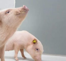 WhatsApp Image 2025-12-17 at 22.35.52